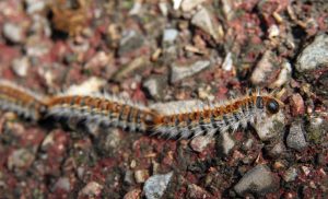 Chenille processionnaire