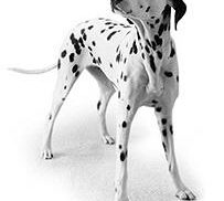 Transport d'animaux vivants (TAV)