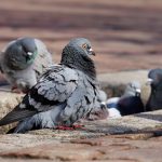 Comment se débarrasser des pigeons