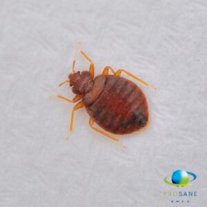Lutte contre les punaises de lit Prosane (ex Cs3d) et Ministère du Logement - ISTAV FORMATION