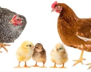 Formation CCCC Volailles (CCTROV)