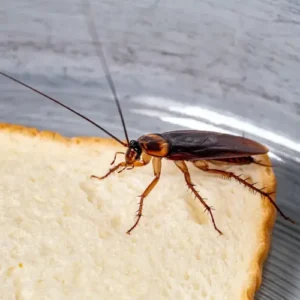 Formation sur les nuisibles - Blattes